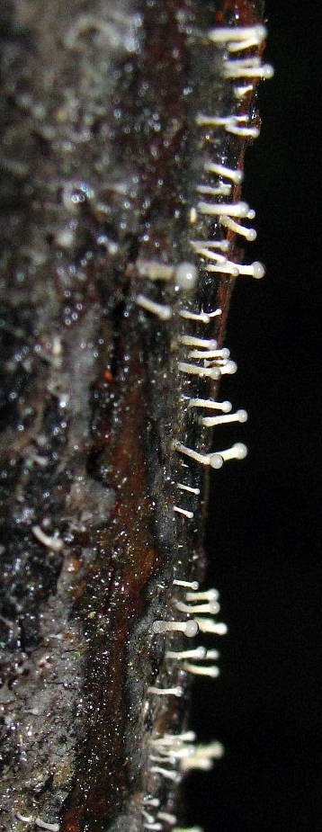 Stilbella flavipes image