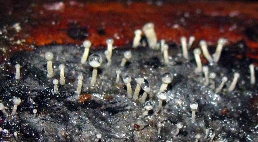 Stilbella flavipes image