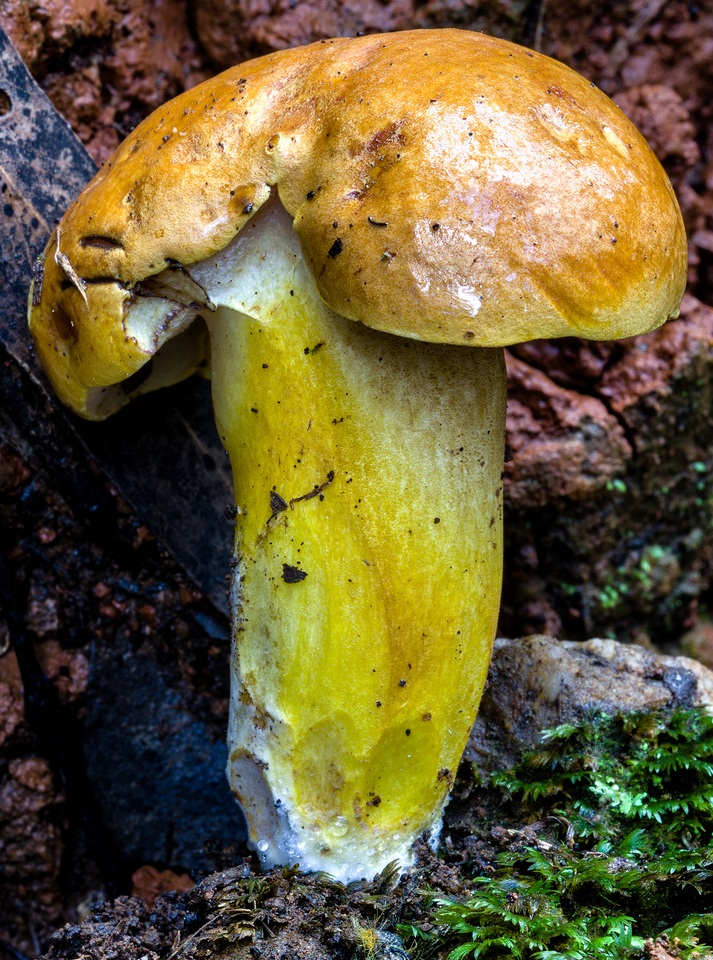 Phlebopus xanthopus image