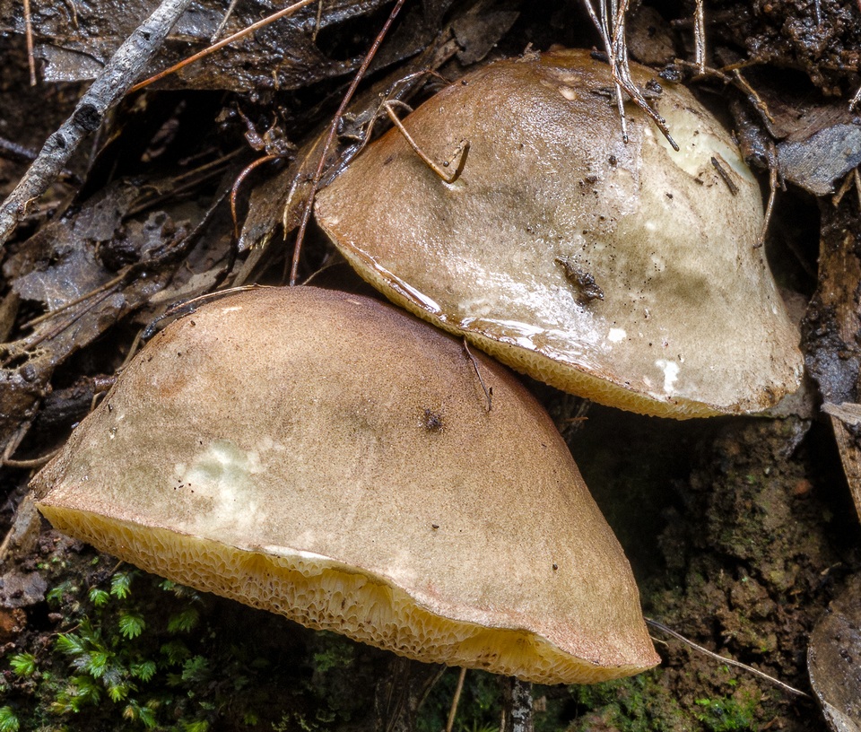 Austroboletus longipes image