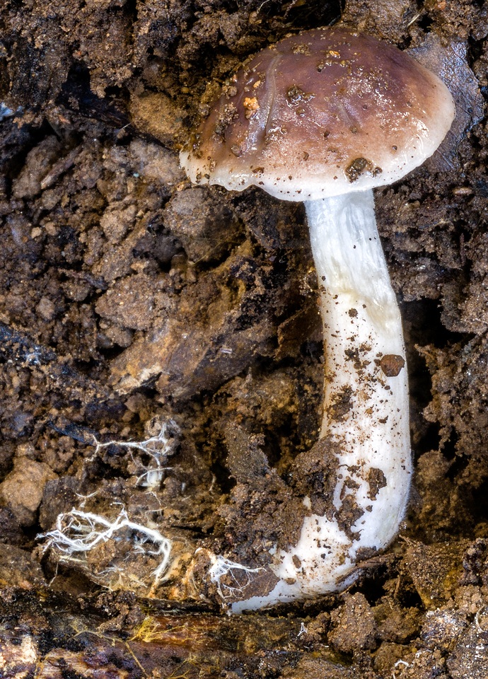 Fistulinella prunicolor image
