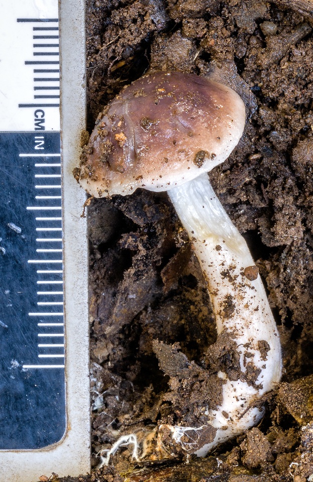 Fistulinella prunicolor image
