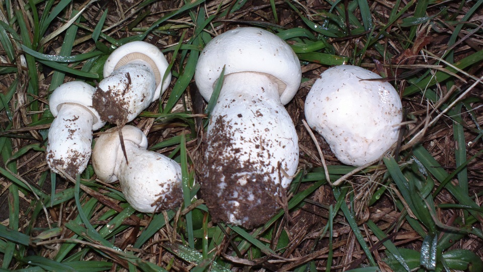 Lepista caffrorum image