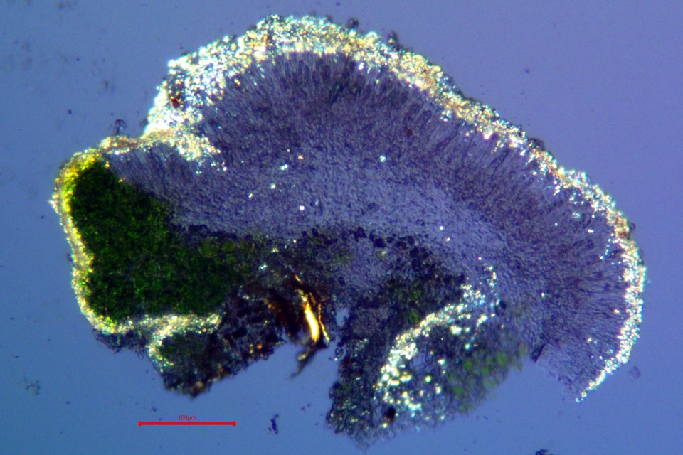 Lecanora albellula var. albellula image