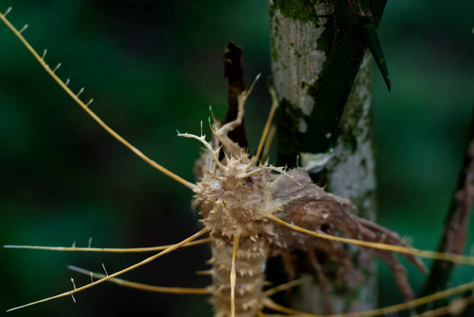 Hirsutella surinamensis image