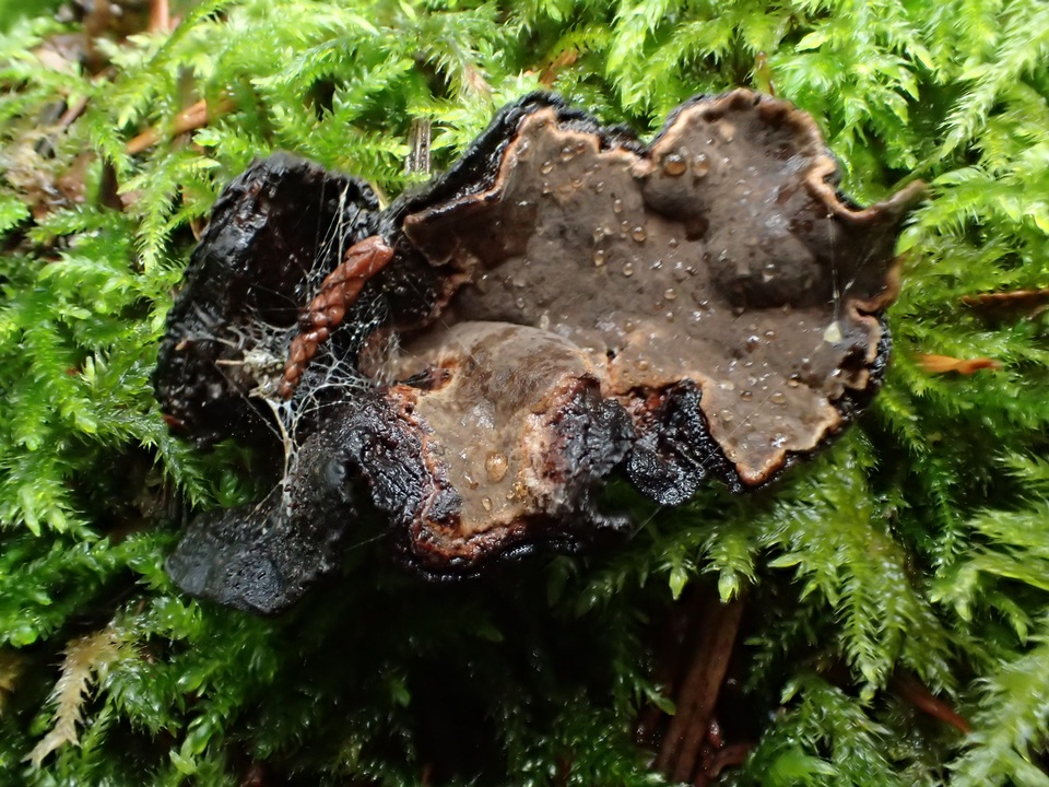 Veluticeps fimbriata image