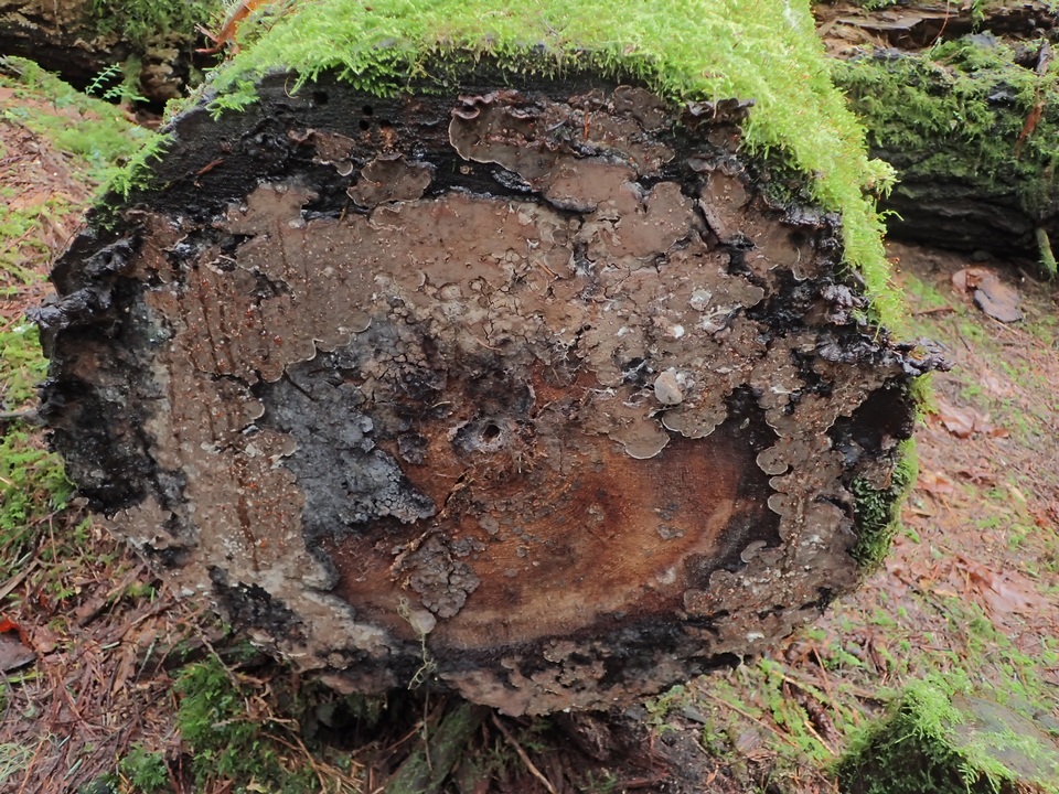 Veluticeps fimbriata image