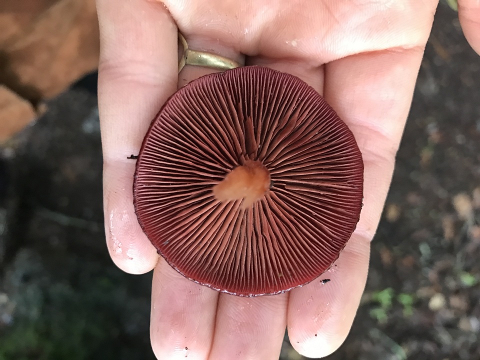 Tubaria vinicolor image