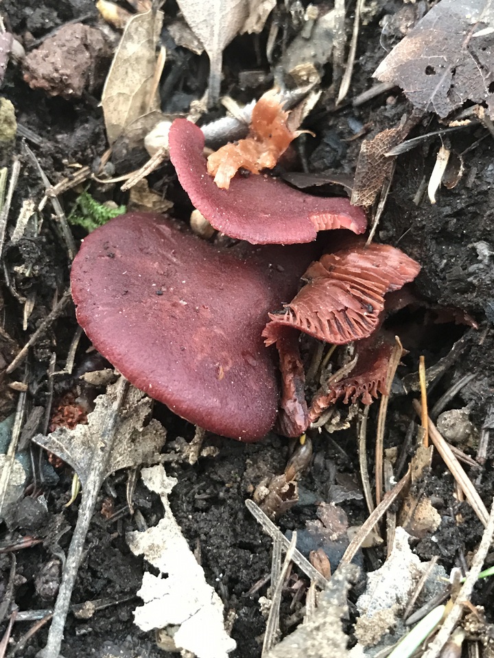 Tubaria vinicolor image
