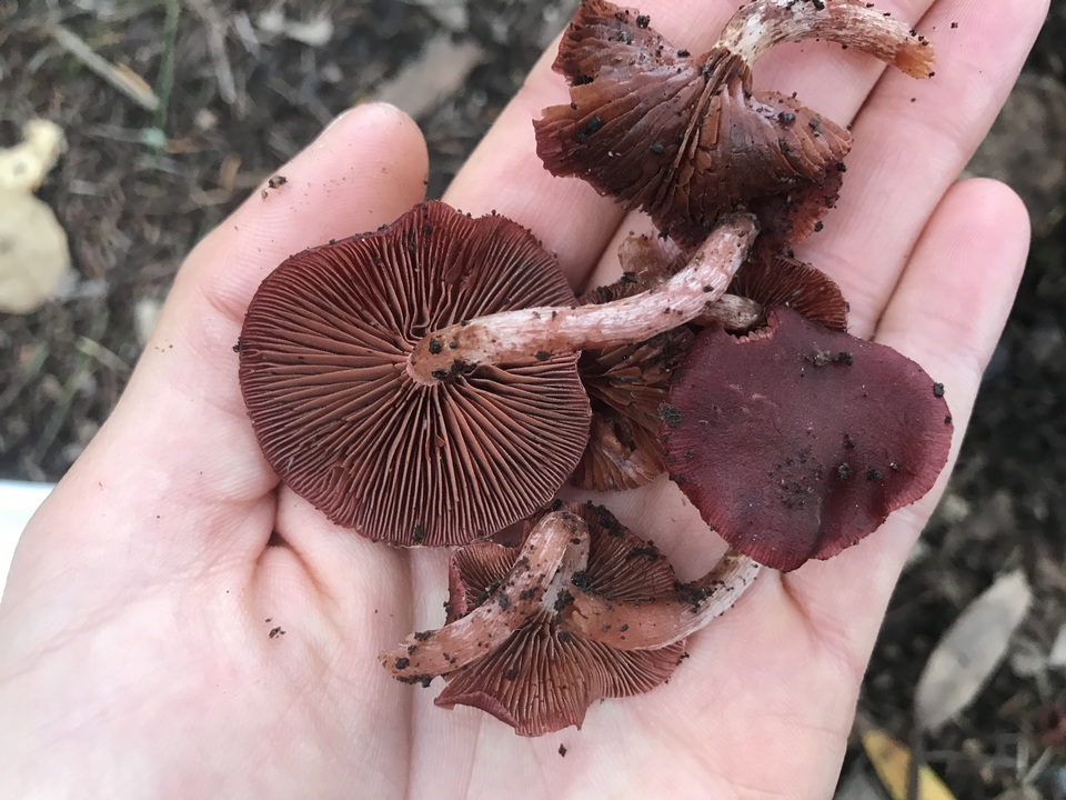 Tubaria vinicolor image