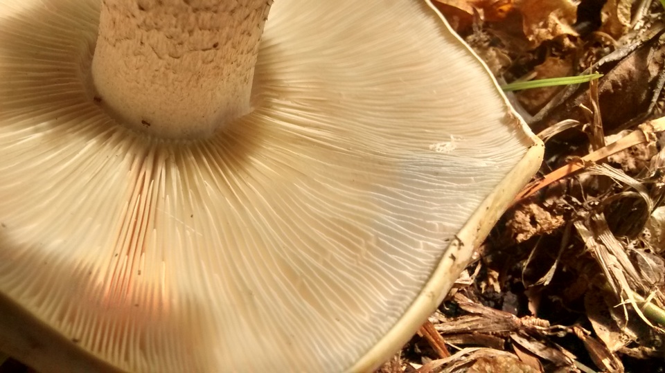 Macrocybe praegrandis image
