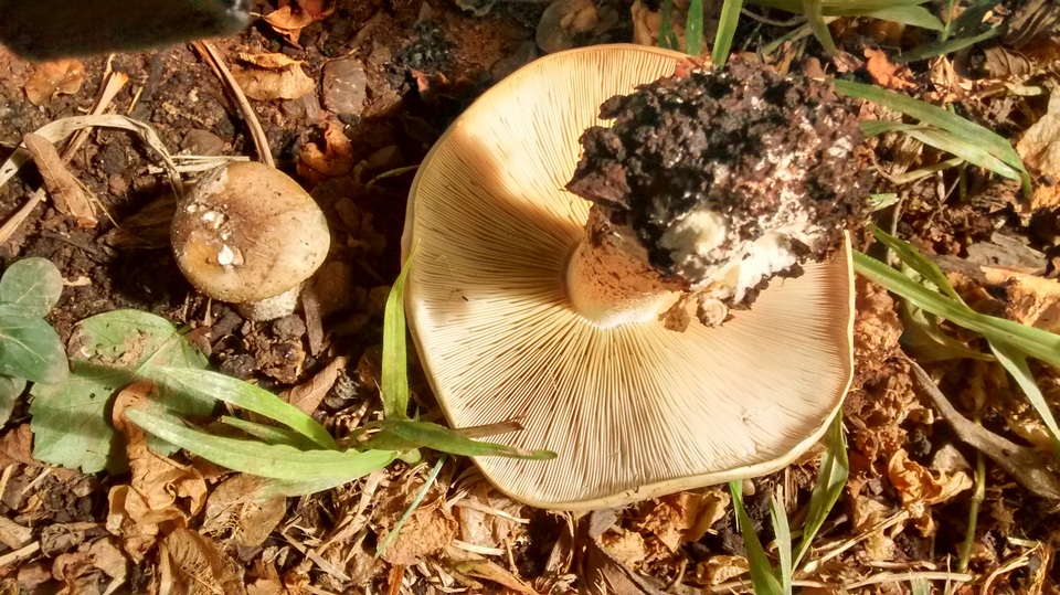 Macrocybe praegrandis image