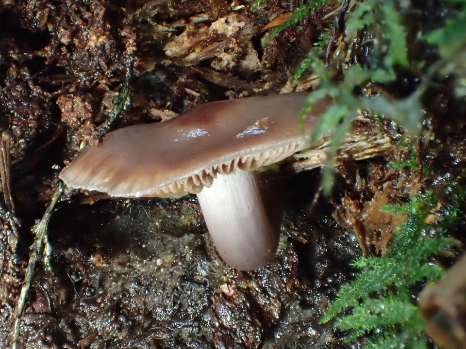Cortinarius decipiens image