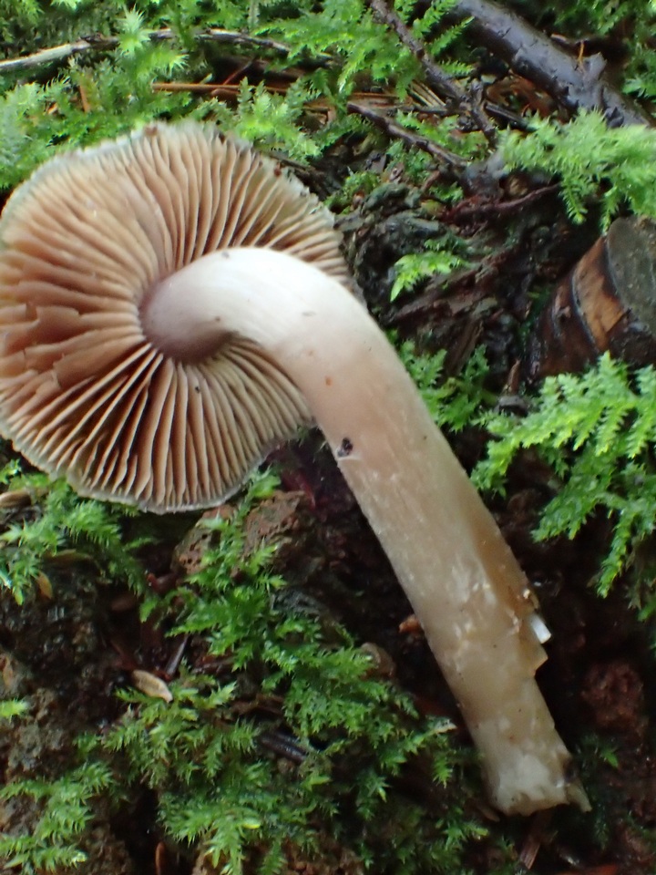 Cortinarius decipiens image