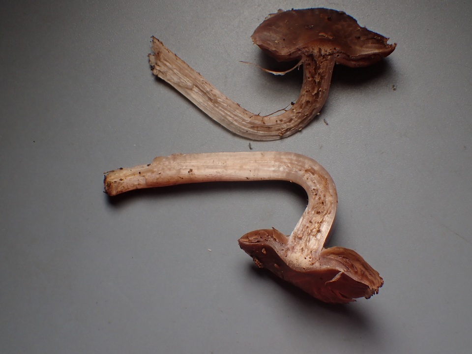 Cortinarius decipiens image