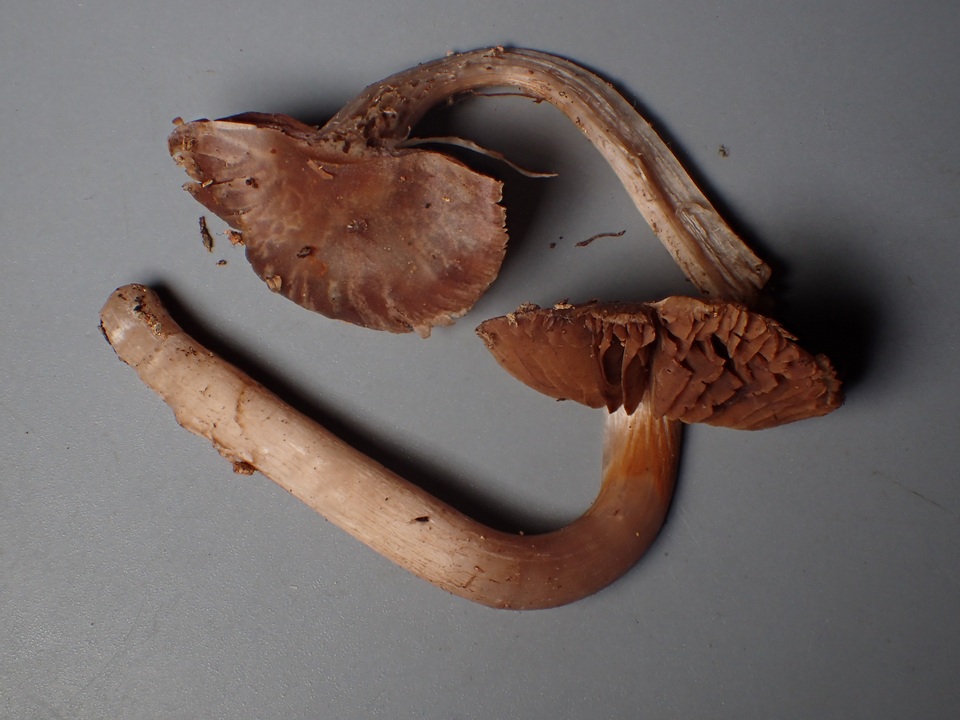 Cortinarius decipiens image