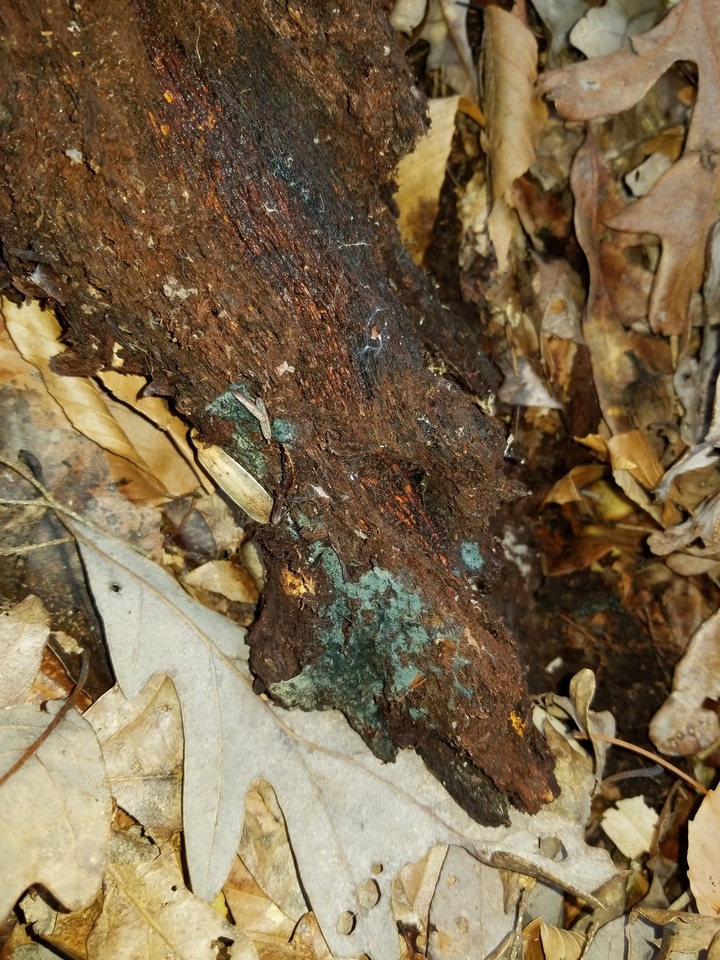 Byssocorticium atrovirens image