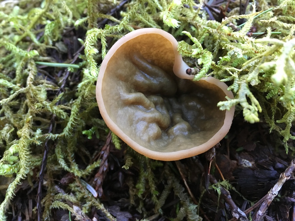 Gyromitra olympiana image