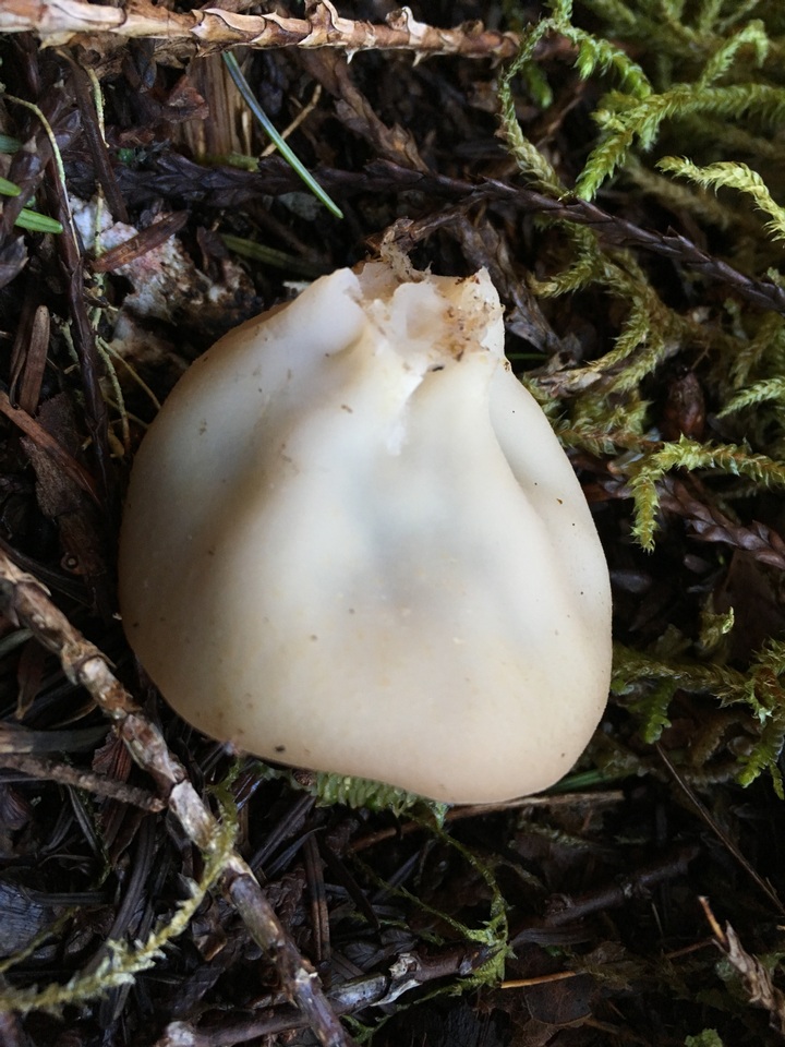 Gyromitra olympiana image