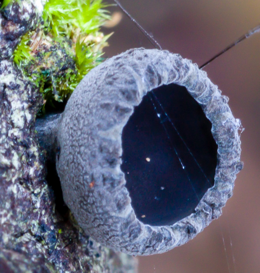 Plectania platensis image