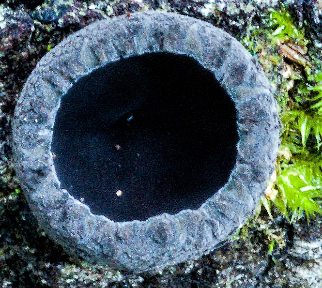 Plectania platensis image
