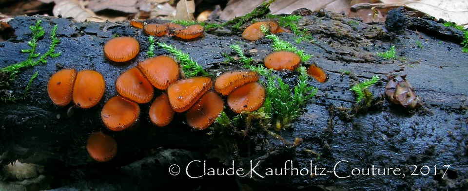 Scutellinia vitreola image