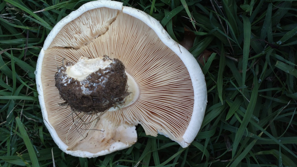 Lepista caffrorum image