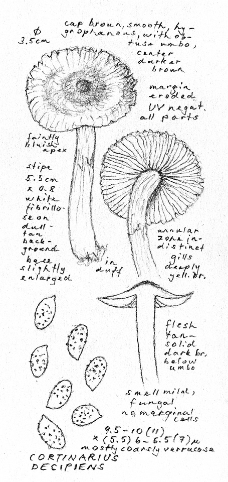 Cortinarius decipiens image
