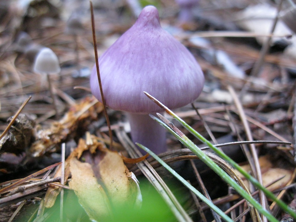 Inocybe pallidicremea image