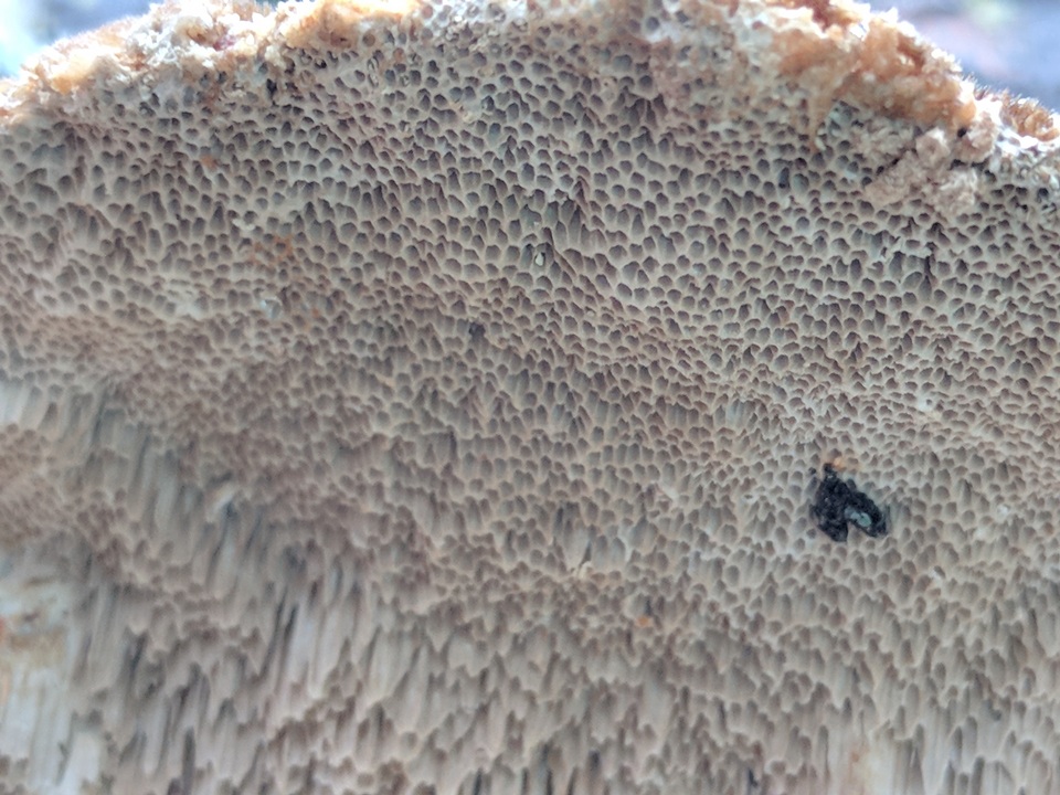 Trametes trogii image