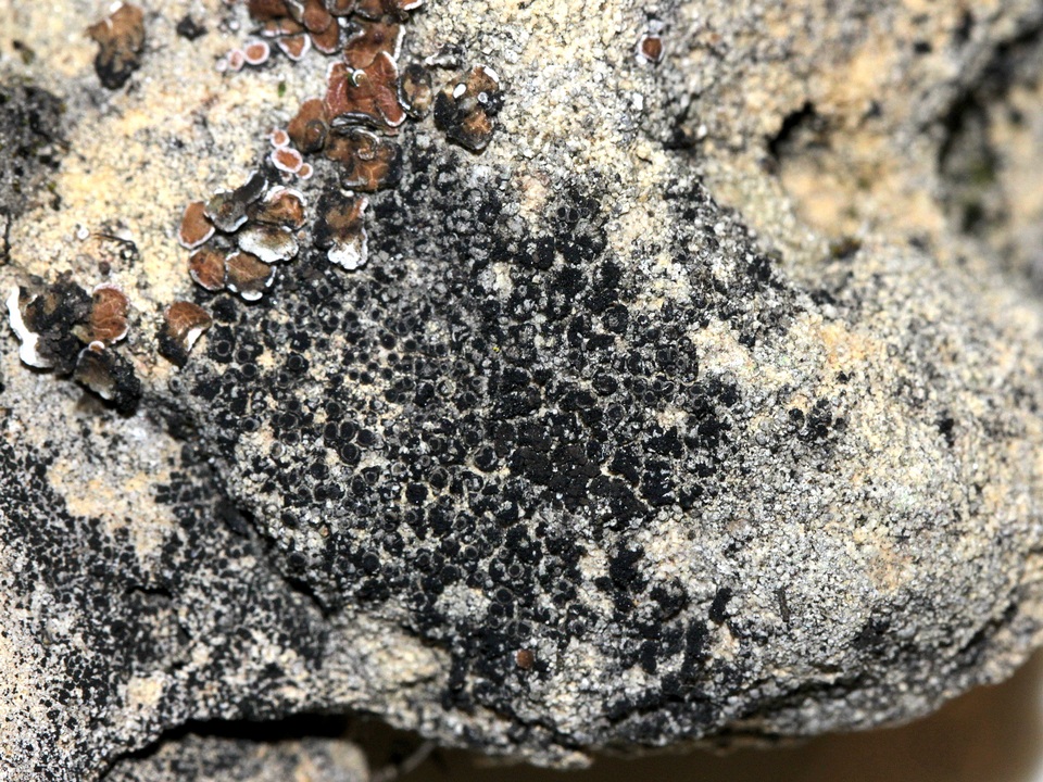 Rinodina bischoffii image