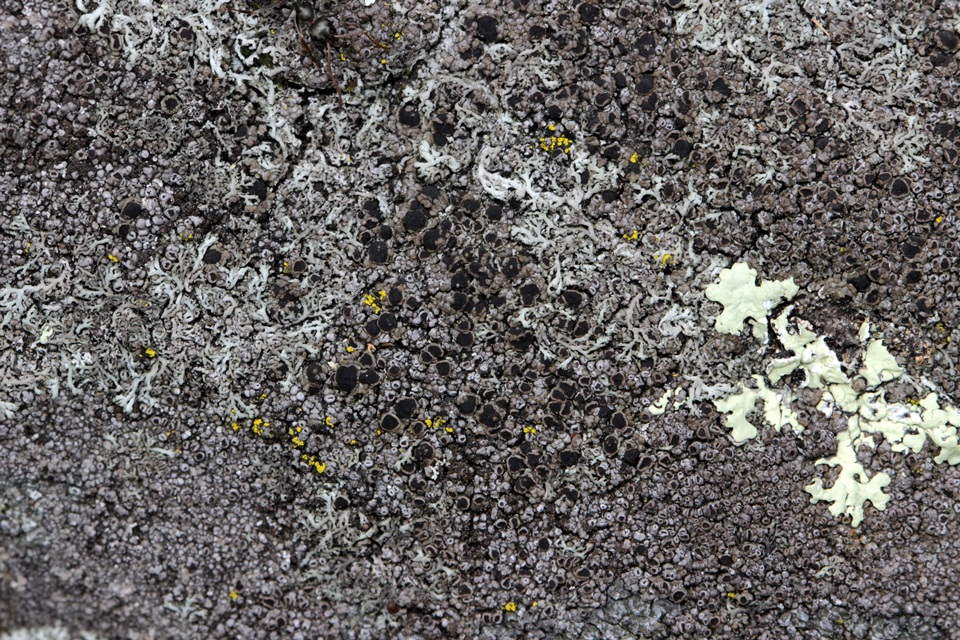 Rinodina tephraspis image