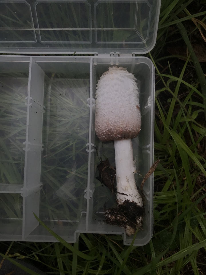 Coprinus vosoustii image