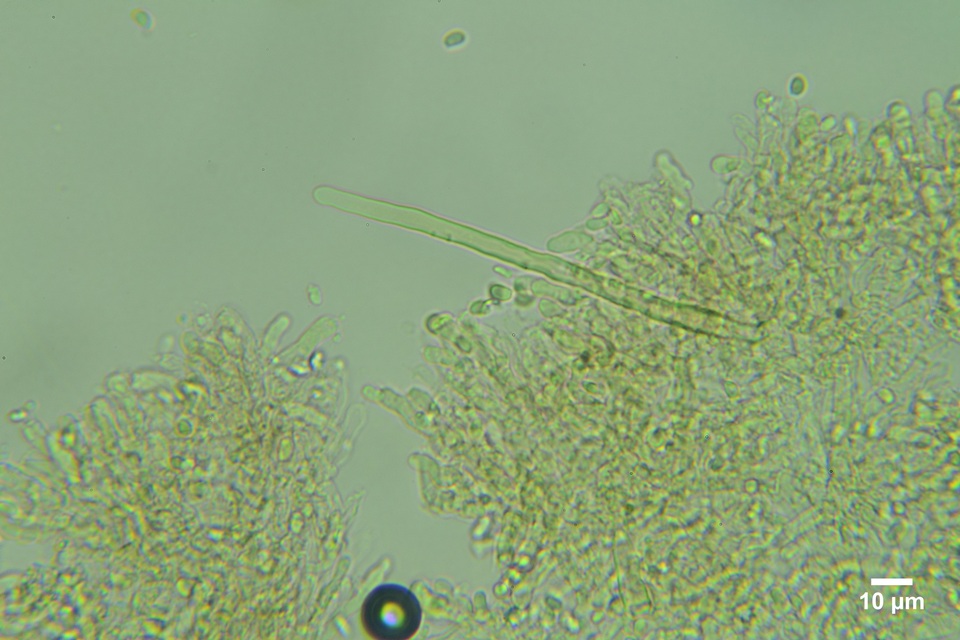 Kneiffiella alienata image
