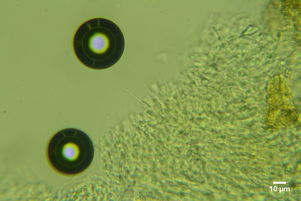 Hyphodontia curvispora image