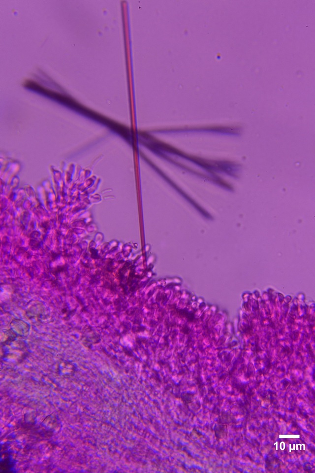 Hyphodontia curvispora image