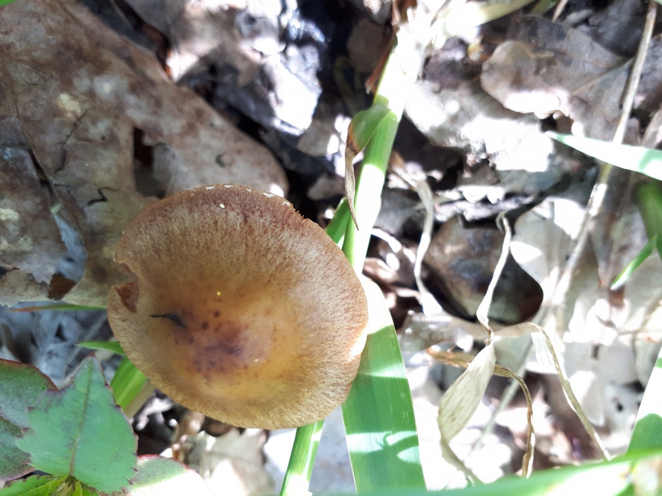 Conocybe aporos image