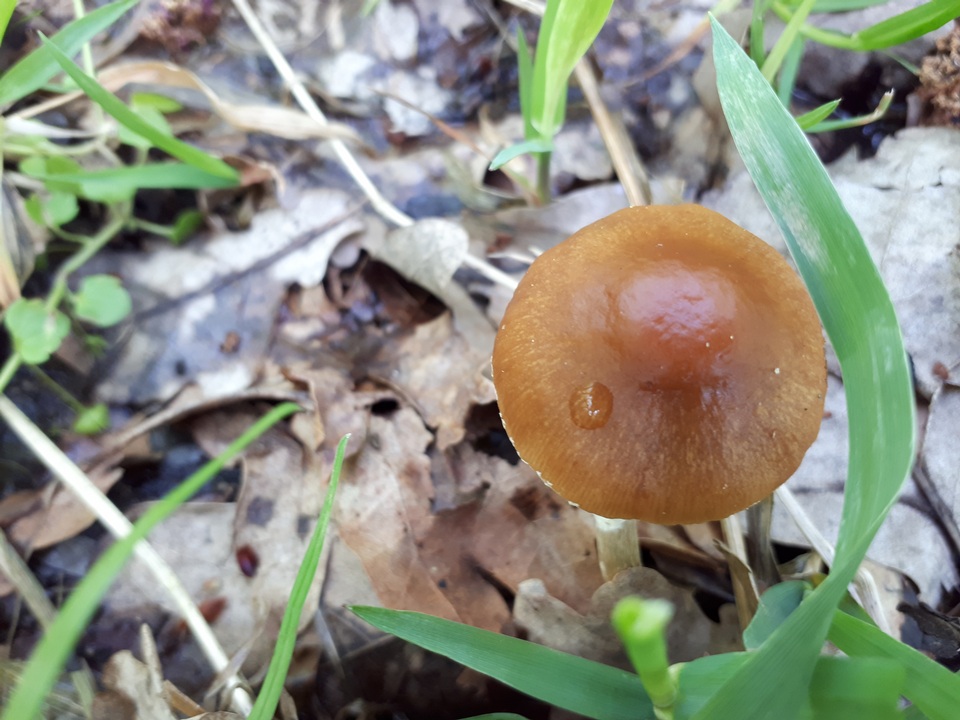 Conocybe aporos image