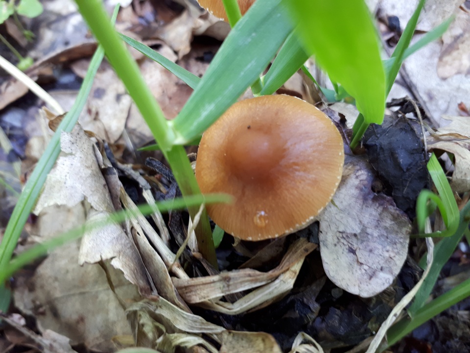 Conocybe aporos image