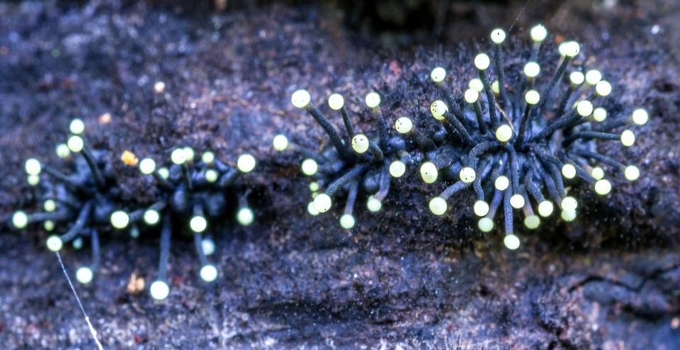 Stromatographium stromaticum image