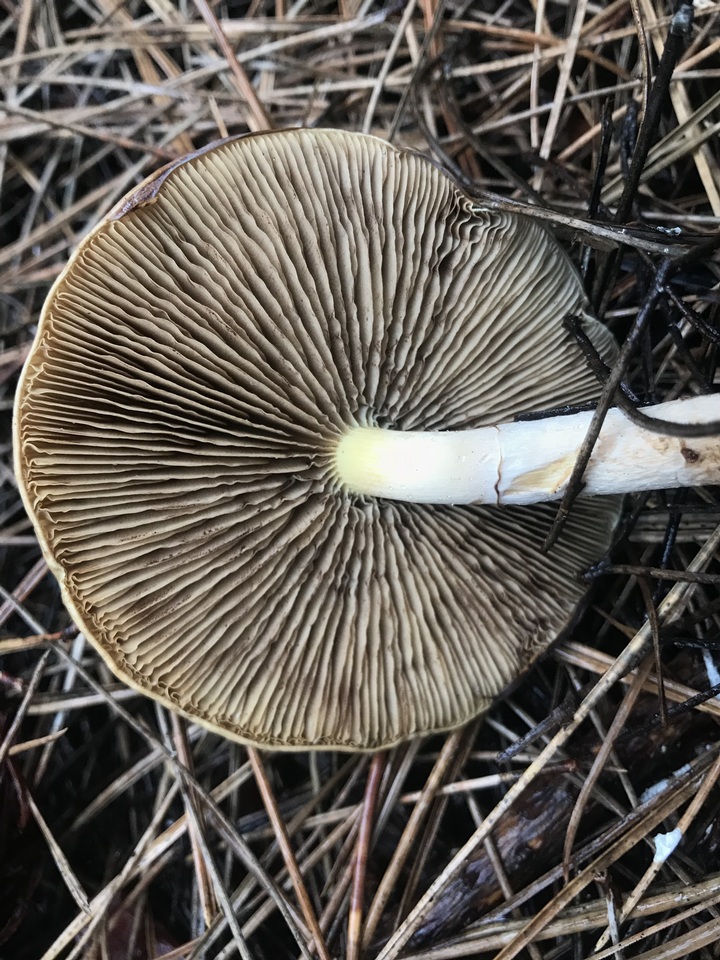 Pholiota decorata image