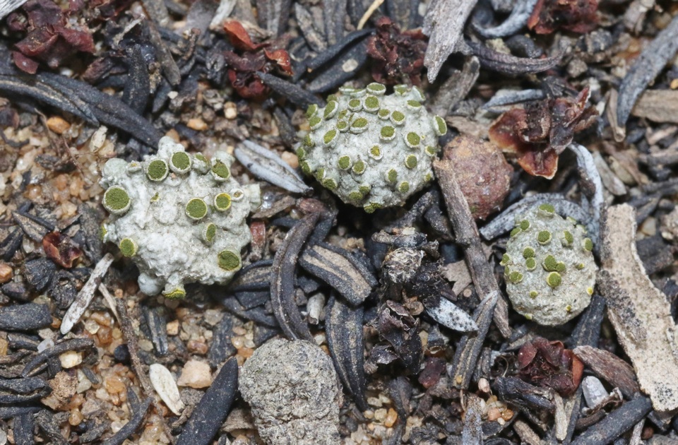 Texosporium sancti-jacobi image