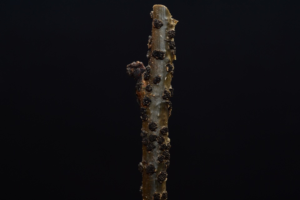 Camarosporidiella elongata image