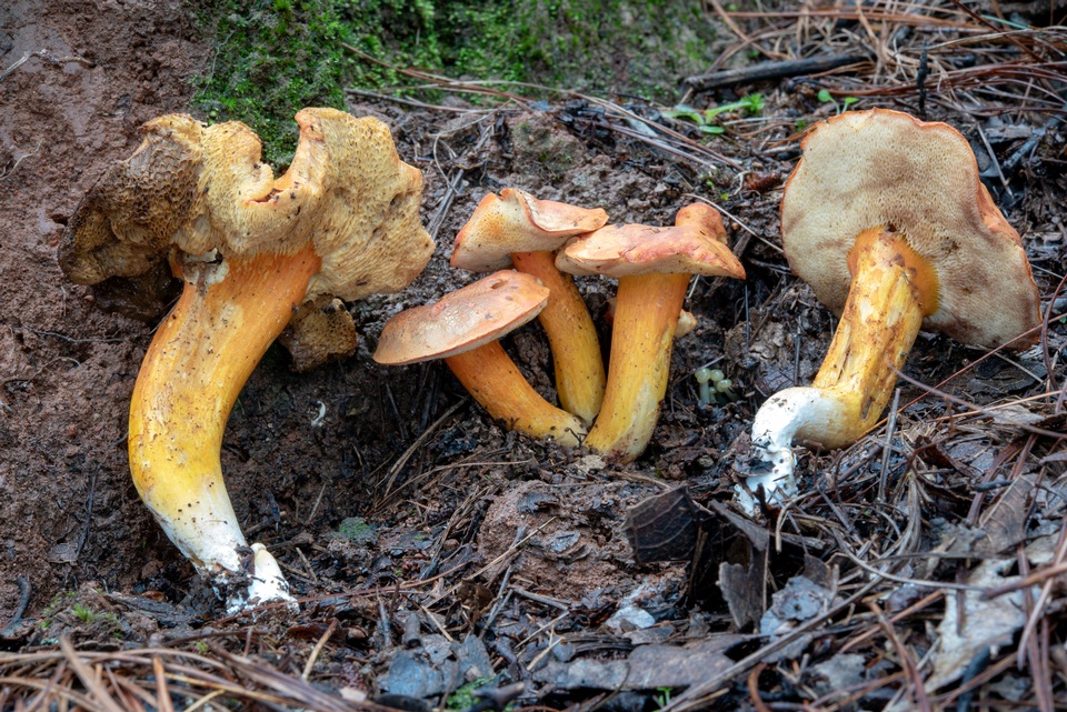 Tylopilus leucomycelinus image