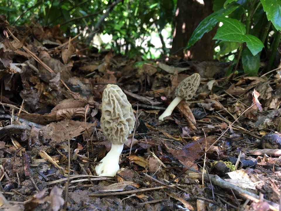 Morchella sceptriformis image