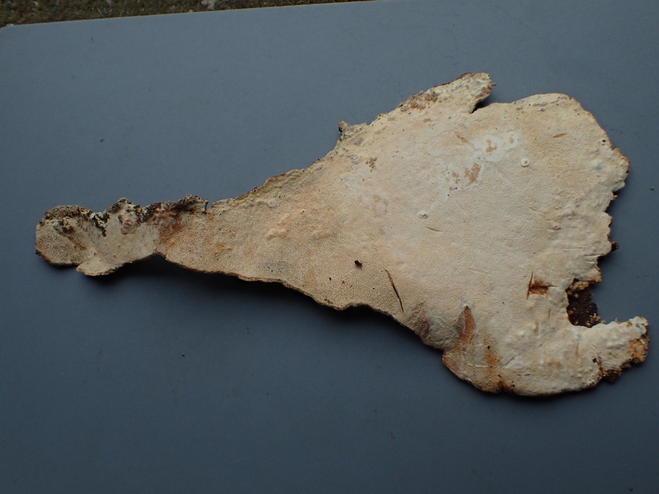 Perenniporia subacida image