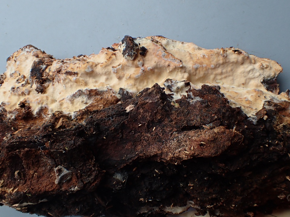 Dichostereum pallescens image