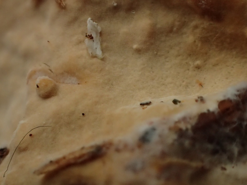 Dichostereum pallescens image