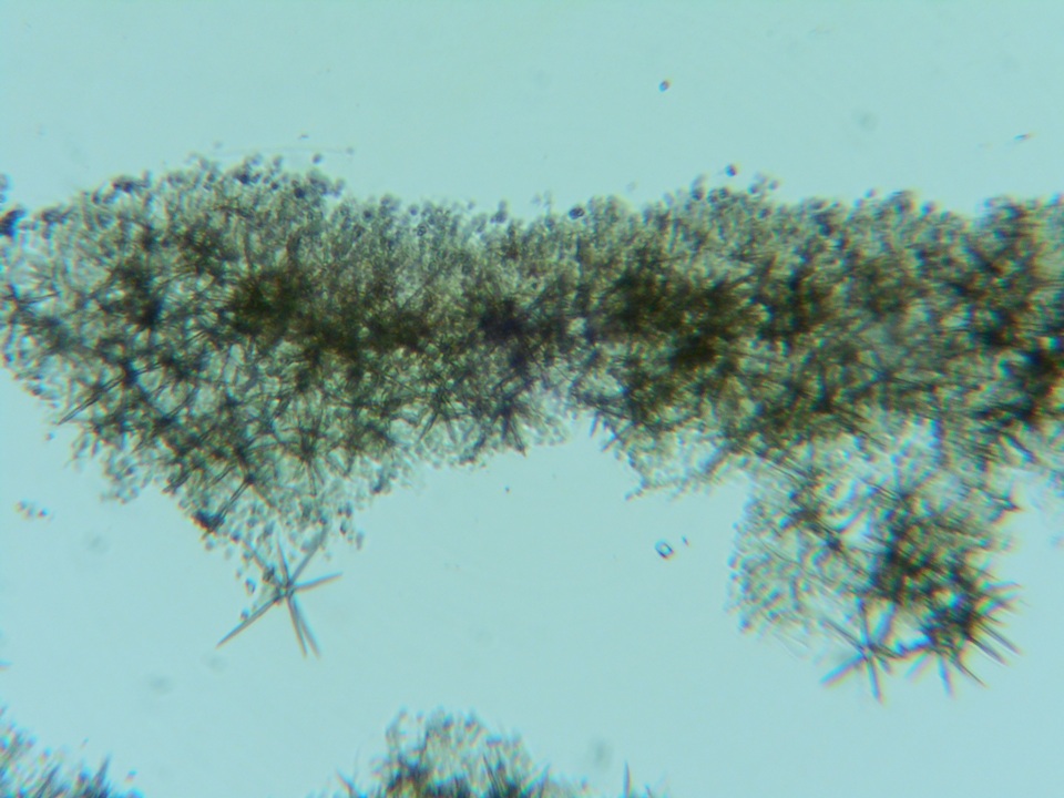 Dichostereum pallescens image