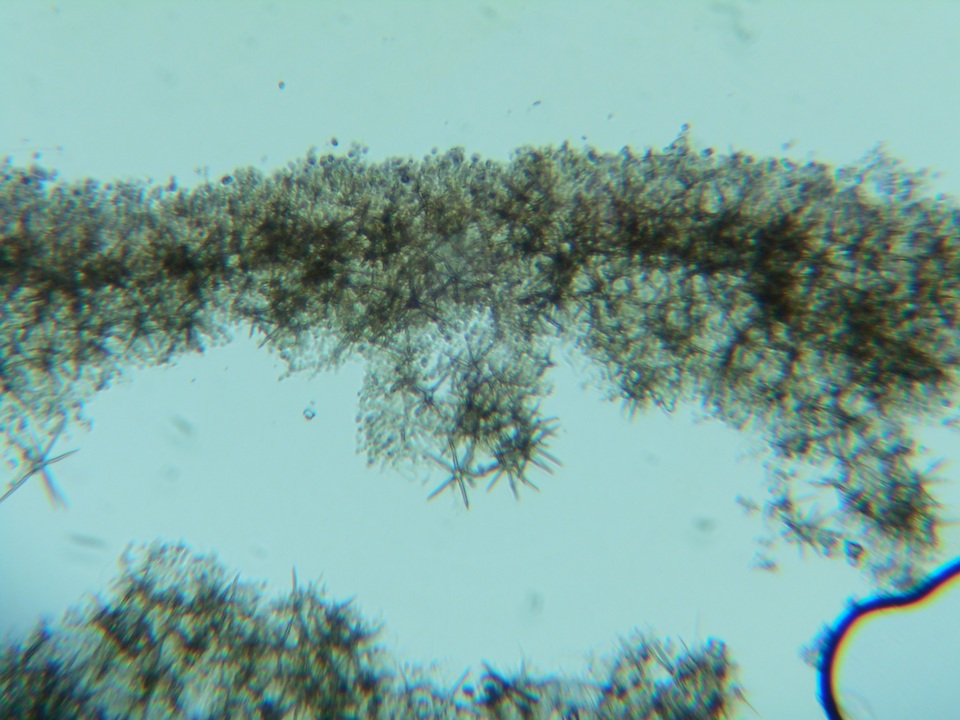 Dichostereum pallescens image